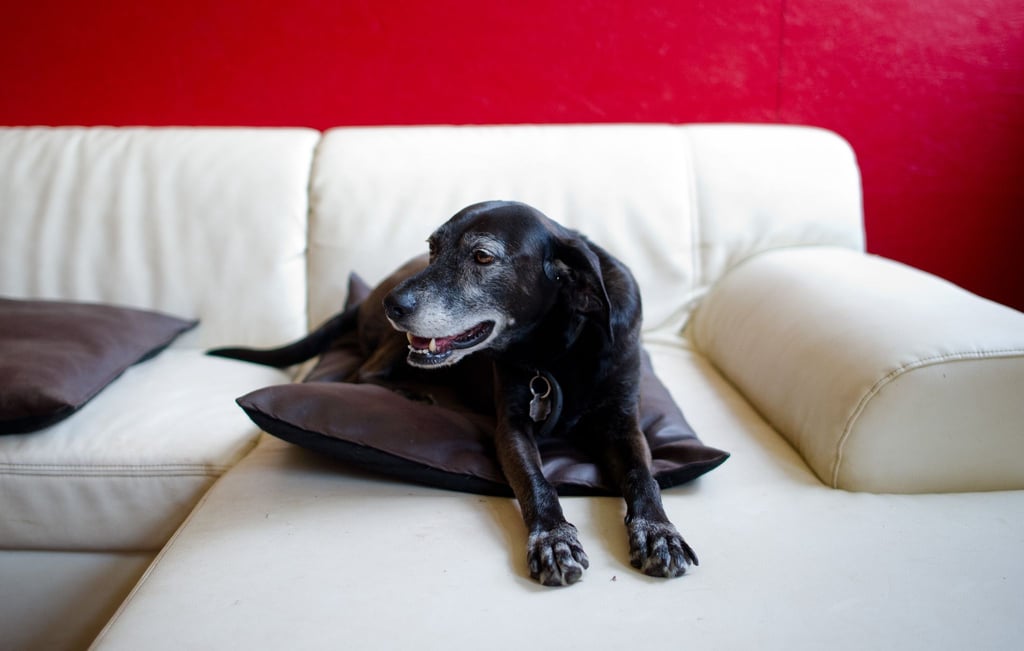 Hunde erleben das im Fernsehen Gezeigte aktiv mit. (Symbolfoto)