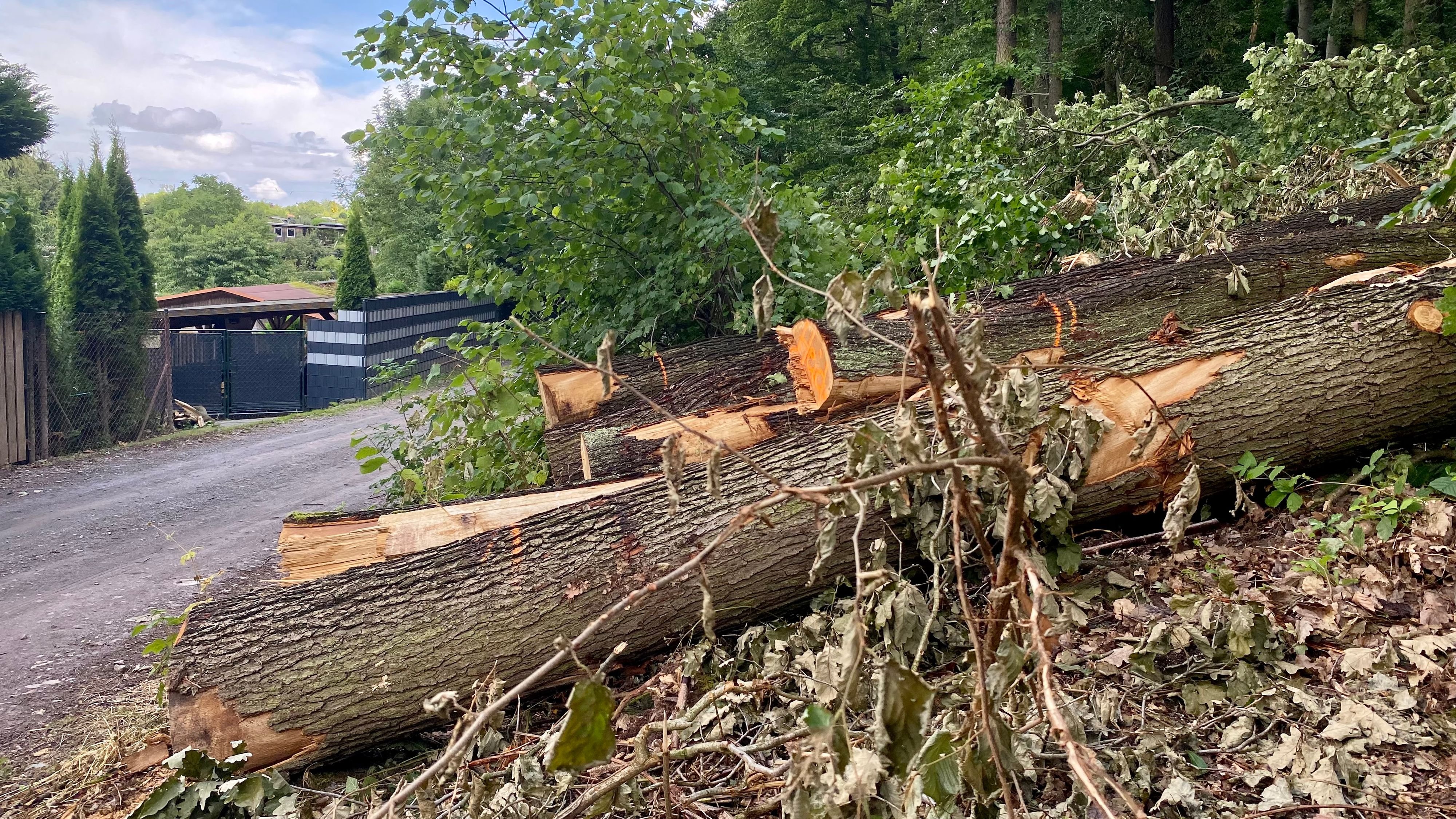 Naturschutz im Harz: Ärger über Baumfällung in Wernigerode: Was die Harz-Stadt der Kritik entgegnet