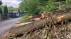 Am Maerkerstieg in Wernigerode sind viele Laubbäume gefällt worden.
