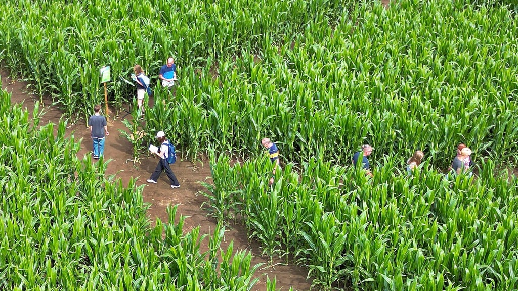 Am Eröffnungstag waren bereits zahlreiche Menschen im Maislabyrinth in Petersberg unterwegs.