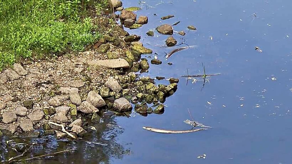 Tote Fische treiben im Raguhner Spittelwasser.