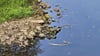 Tote Fische treiben im Raguhner Spittelwasser. 