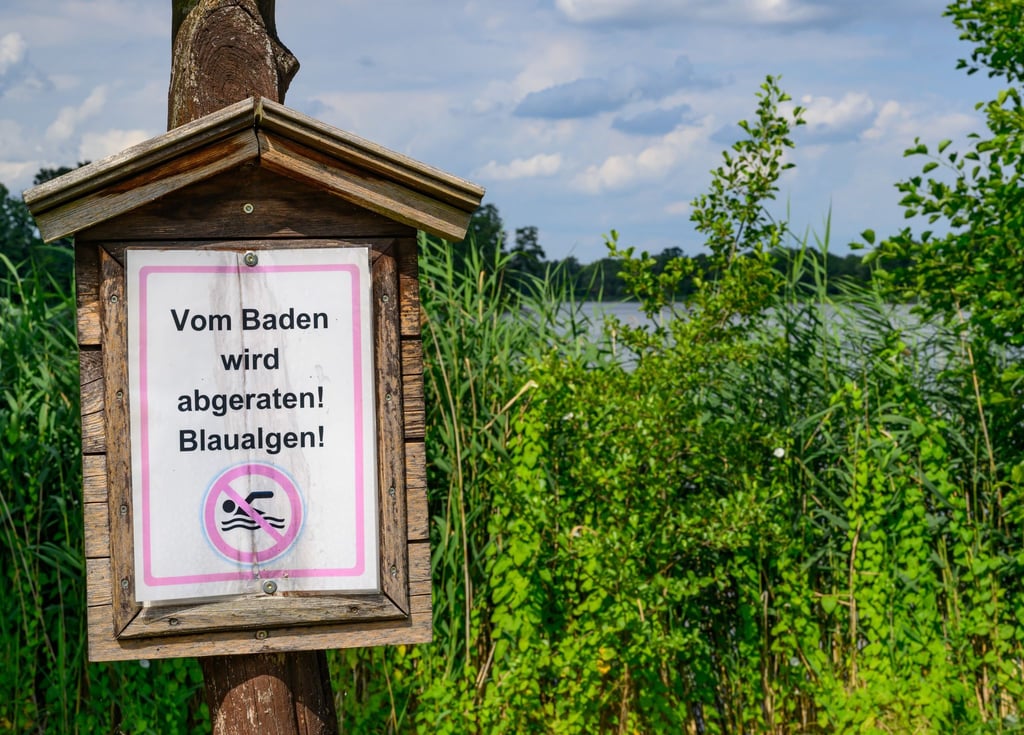 Auch Hunde sollten nicht in den Seen baden. (Archivbild)