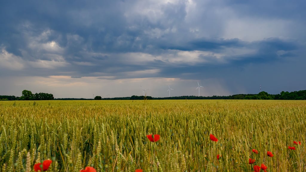 Sonne, Schauer, Sonnenwärme: So wird das Wetter in Sachsen-Anhalt am Wochenende.