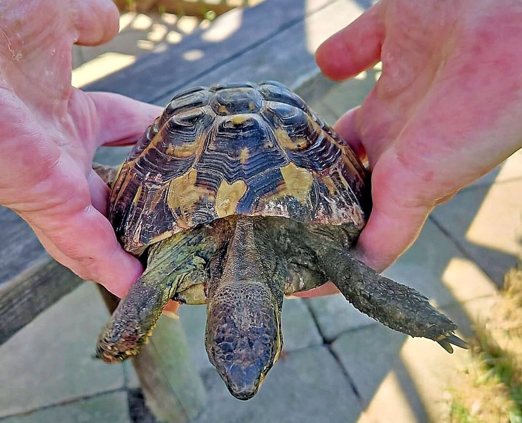 Das Tierheim Aschersleben rettet eine verletzte Schildkröte. Mit diesem Bild suchten die Mitarbeiterinnen in den sozialen Medien nach den Besitzern. Und fanden sie.