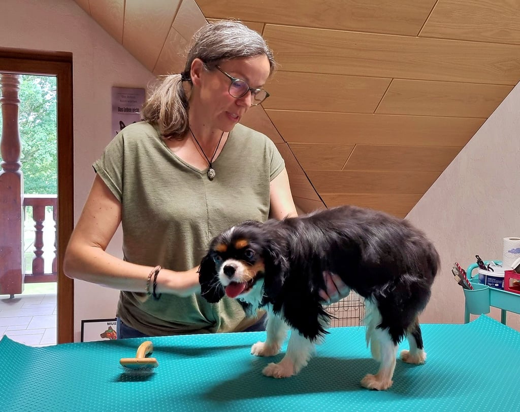 Ganz behutsam kämmt Hundefrieseurin Sandra Wittich in ihrem Potenhuus das Fell von Juna.