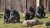 Die Außenanlage für die Schimpansen im Zoo Magdeburg soll umgebaut werden. Bevor die Bauarbeiten weitergehen können, muss der Kampfmittelbeseitigungsdienst im Erdreich nach verschütteten Bomben, Granaten und Munition suchen. 