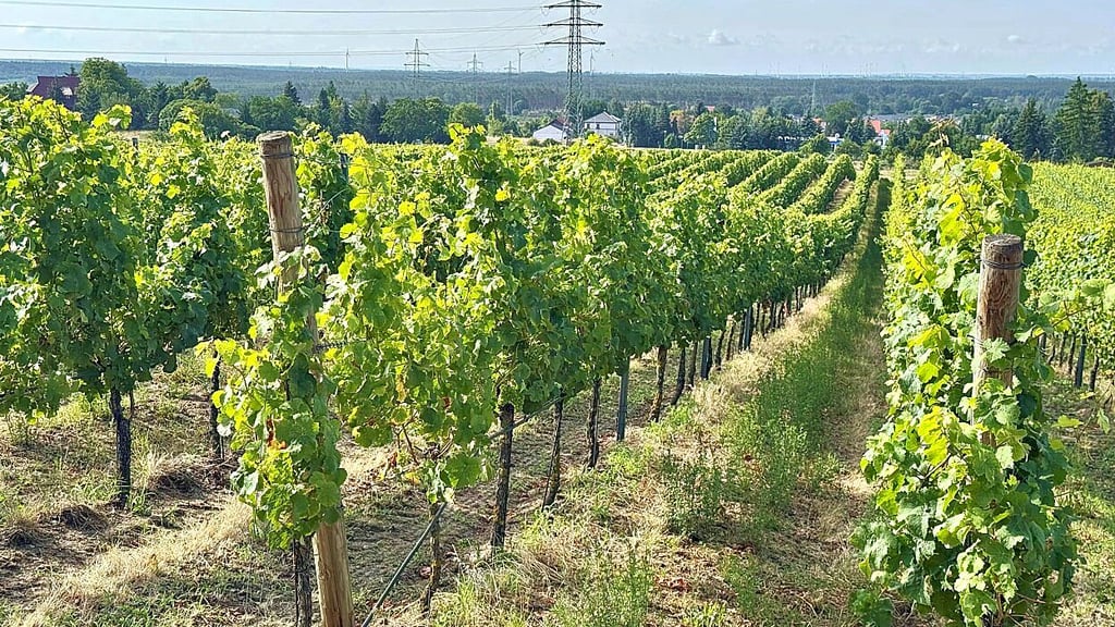 Auf dieser 1,4 Hektar großen Anbaufläche am Jessener Gorrenberg hat die Winzerin 6.000 Rebstöcke gesetzt.