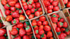 Deutsche Landwirte ernten weniger Erdbeeren.