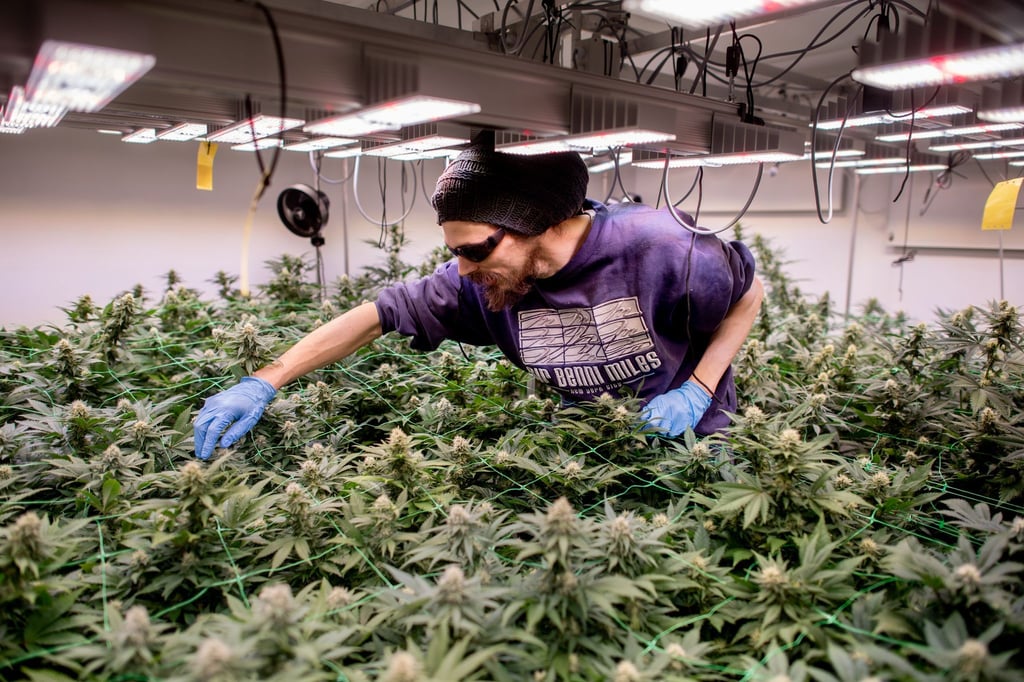 So sieht legaler Anbau aus: In Cannabis-Clubs darf seit einem Jahr ganz offiziell gegärtnert werden. (Archivbild)