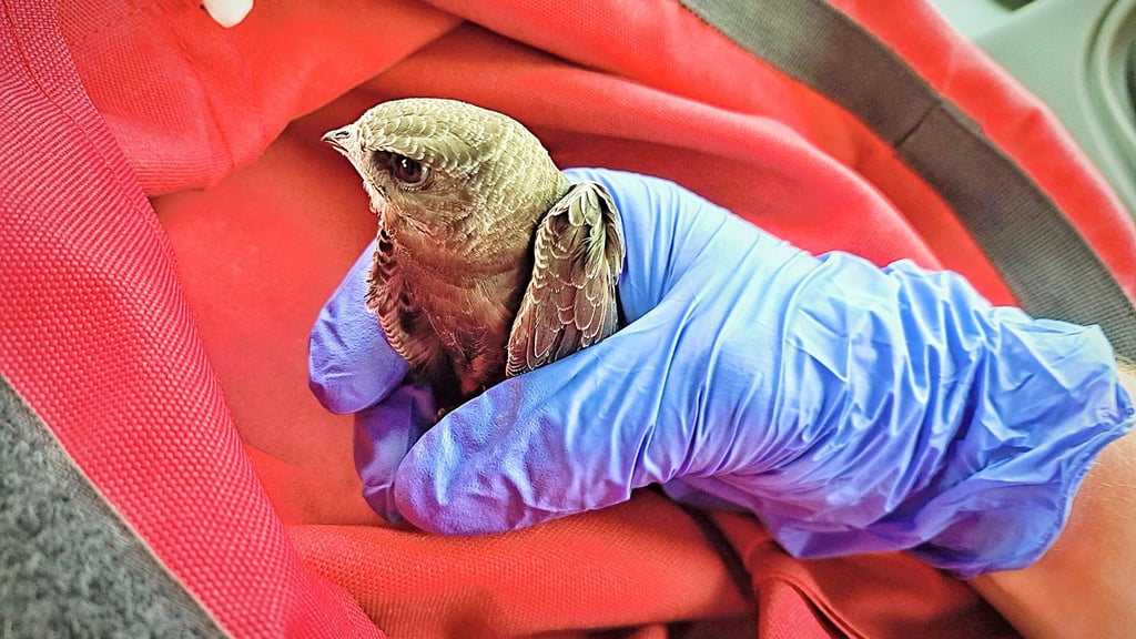 Der in einem Mauerspalt eingeklemmte junge Vogel konnte von der Feuerwehr Wolmirstedt aus luftiger Höhe gerettet werden. Viel Herz und großen Einsatz zeigten die Feuerwehrleute dann aber besonders im Anschluss an die Rettung.