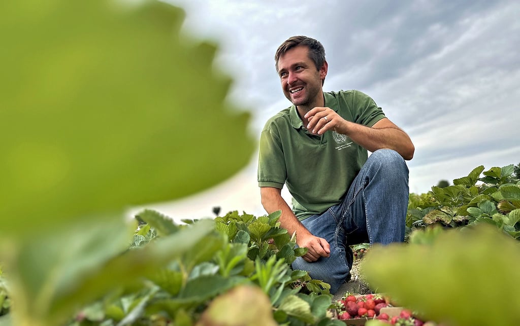 Früh am Morgen betritt und kontrolliert Landwirt Andre Laue sein Erdbeerfeld in Biederitz.