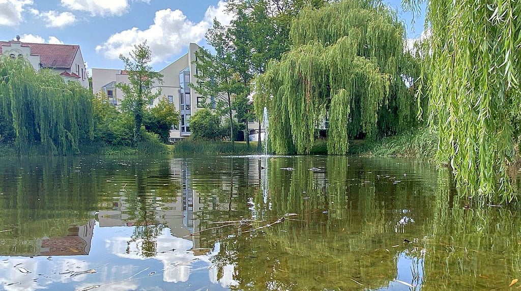 Über den Zustand des Schwanenteiches machen sich einige Schönebeckern Sorgen und wünschen sich eine Überprüfung der Wasserqualität.