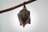 Eine mit Tollwut infizierte Fledermaus hing vergangene Woche längere Zeit im Außenbereich der Kita in Milzau, Kinder fassten das Tier an. Hier ein Symbolfoto einer Fledermaus aus dem Zoo Magdeburg.