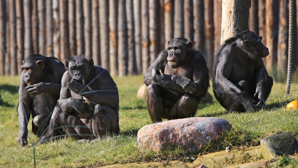 Die Außenanlage für die Schimpansen im Zoo Magdeburg soll umgebaut werden. Bevor die Bauarbeiten weitergehen können, muss der Kampfmittelbeseitigungsdienst im Erdreich nach verschütteten Bomben, Granaten und Munition suchen.