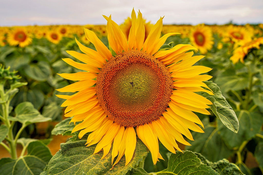 Leuchtend gelb und kerzengerade: Sonnenblumen gehören im Sommer vielerorts zum Landschaftsbild – auch in der Region rund um Köthen.