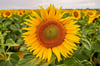 Leuchtend gelb und kerzengerade: Sonnenblumen gehören im Sommer vielerorts zum Landschaftsbild – auch in der Region rund um Köthen.