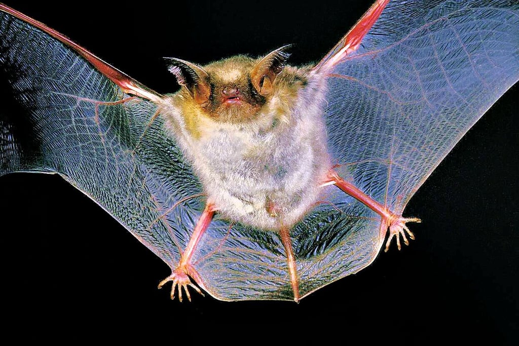 Eine Fledermaus verstarb in der Kita in Milzau im Saalekreis.