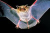 Eine Fledermaus verstarb in der Kita.