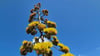 Agavenblüte in Magdeburg.