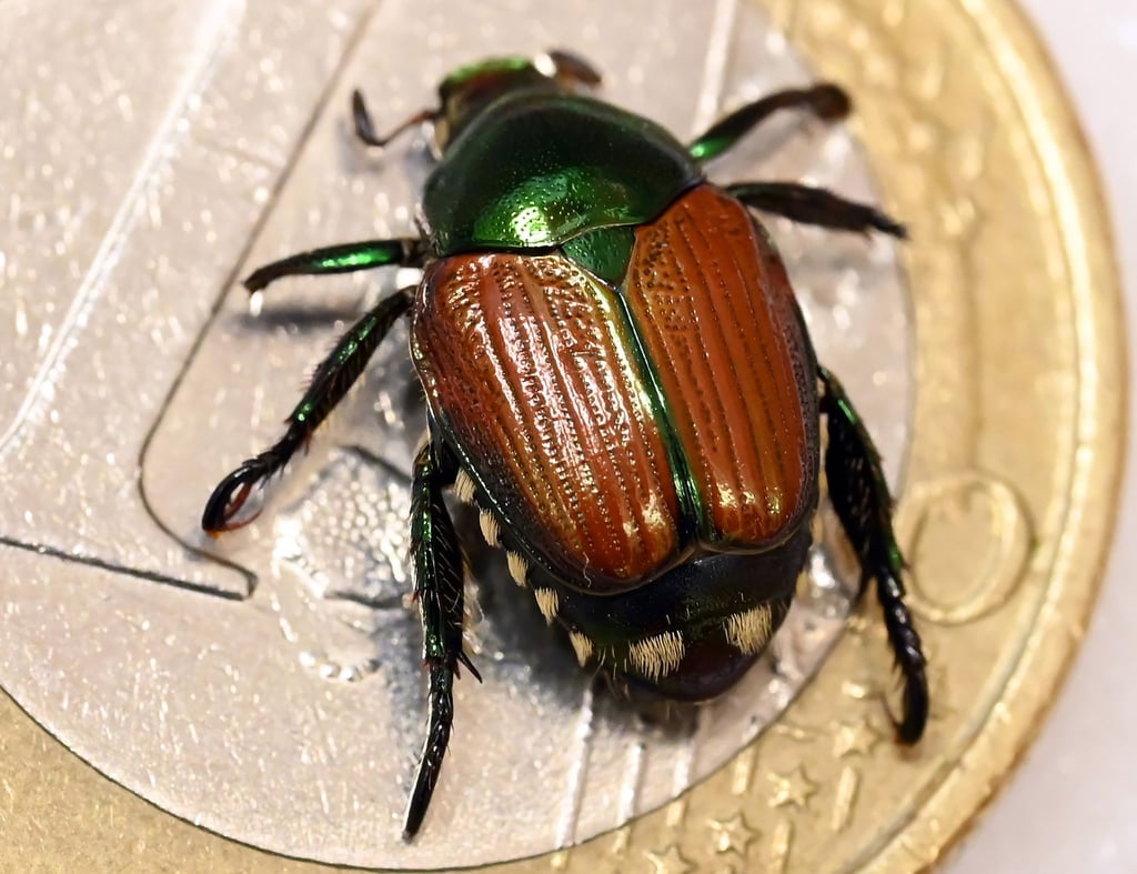 Kleines Tier, großer Schaden: Erwachsene Japankäfer fressen Blätter, Blüten und Früchte von mehr als 400 Pflanzenarten.