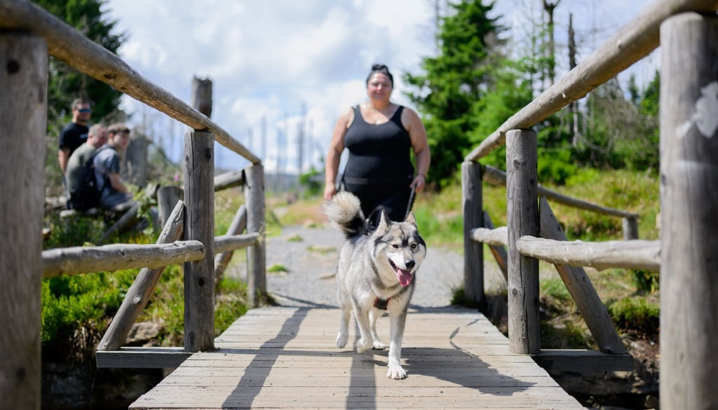 Für Wanderinnen und Wanderer im Harz gibt es einen neuen Anreiz Hunde mitzunehmen.