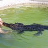 Elmenhorst in Mecklenburg-Vorpommern: Krystian Kaulis spielt und kuschelt im Pool mit Alligator Frau Meyer.