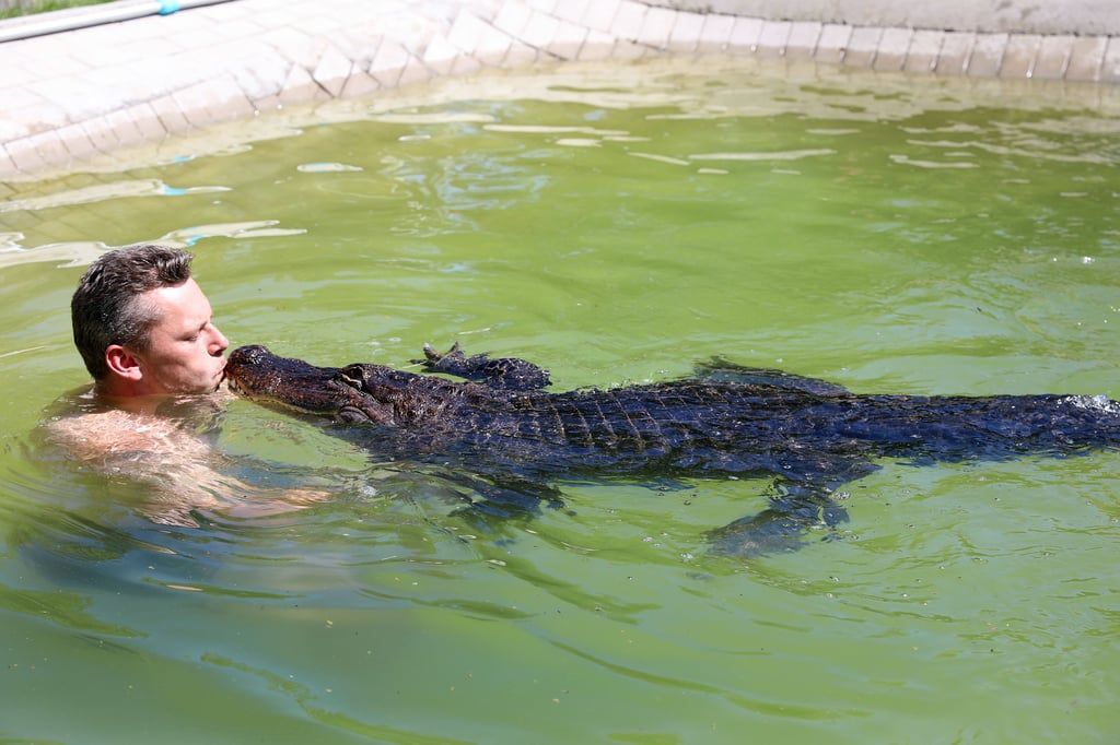 Elmenhorst in Mecklenburg-Vorpommern: Krystian Kaulis spielt und kuschelt im Pool mit Alligator Frau Meyer.