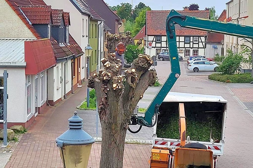 Die Baumpflegearbeiten am Jeßnitzer Neumarkt fanden Ende Mai statt.