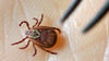  Durch Zeckenstiche  können Krankheiten wie Borreliose und FSME übertragen werden.  