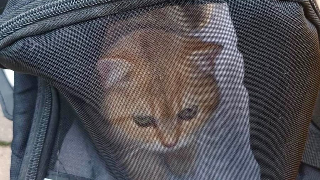 Mehrere Rassekatzen sind am Zeitzer Tierheim ausgesetzt worden, hier eine der Fundkatzen, die am Tor abgestellt waren.