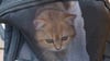 Mehrere Rassekatzen sind am Zeitzer Tierheim ausgesetzt worden, hier eine der Fundkatzen, die am Tor abgestellt waren. 