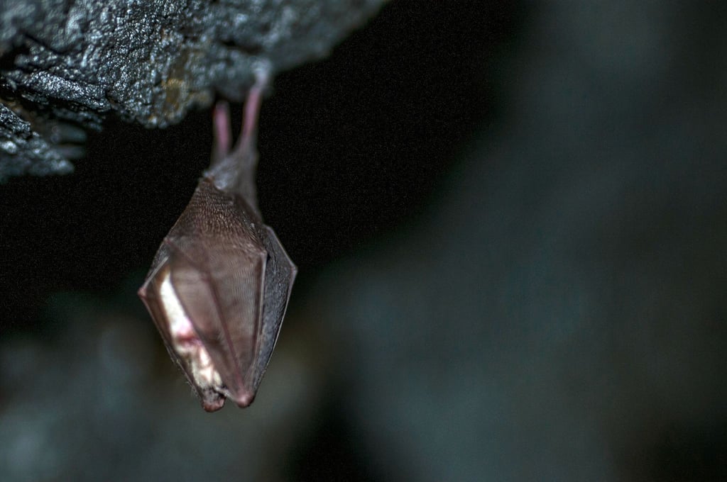 In Bad Lauchstädt wurde eine tollwütige Fledermaus auf einem Kita-Gelände entdeckt (Symbolbild)