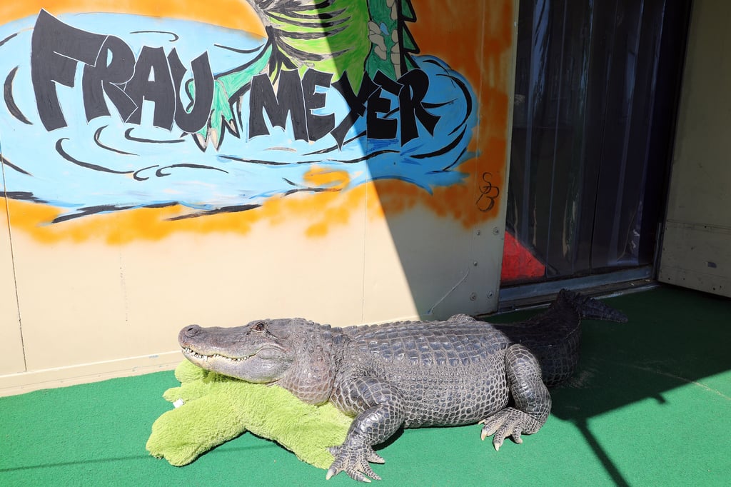 Touristen-Attraktion: Alligator-Dame Frau Meyer lässt es sich am Gartenpool bei Familie Kaulis gutgehen.