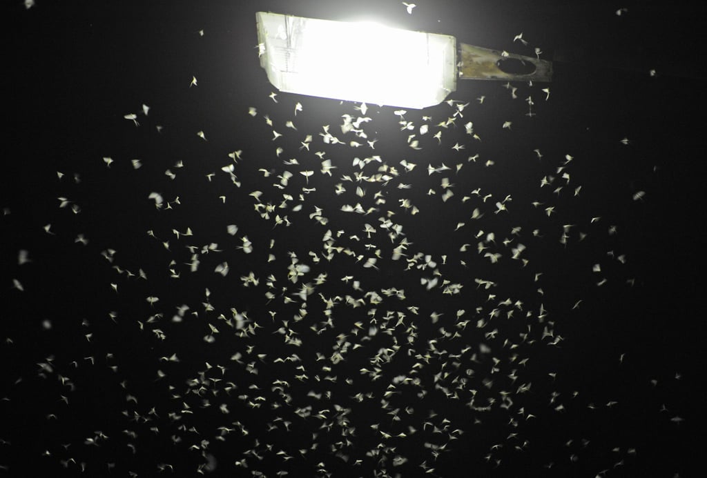 Das Licht von Straßenlaternen lockt Insekten an. (Archivbild)