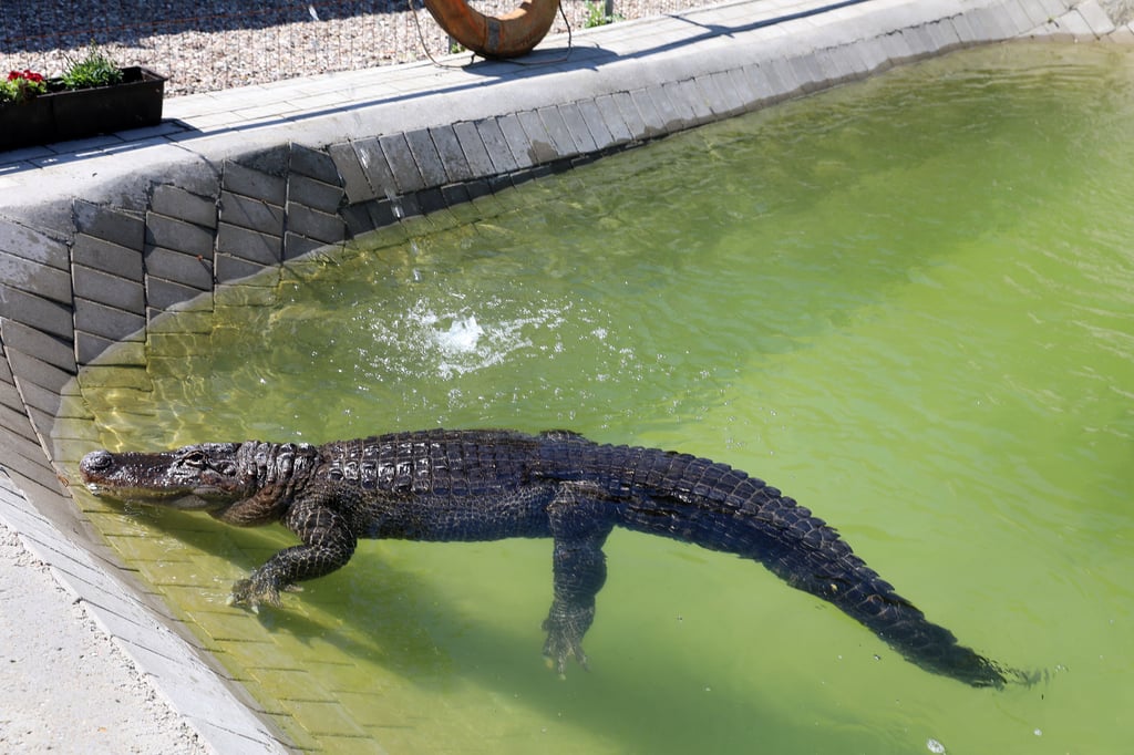 Alligator-Dame Frau Meyer .im Gartenpool bei Familie Kaulis: Das 45 Jahre alte Reptil genießt seinen Ruhestand nach Jahren im Zirkus.