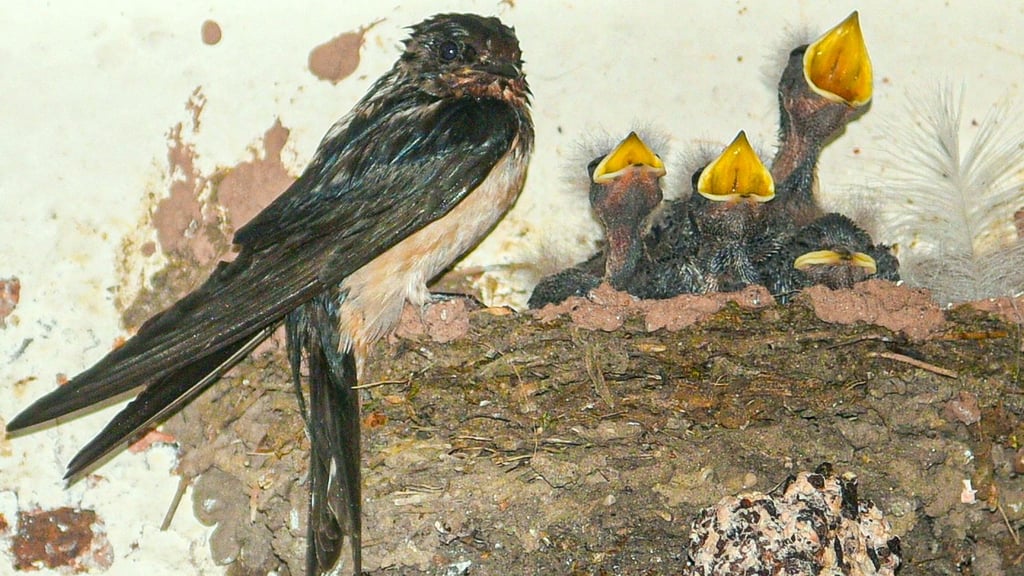 Rauchschwalben auf dem Hof von Dieter Bandau in Eichstedt bei Stendal: Das Elterntier ist vom Regen pitschnass, die Jungtiere bekommen den Hals nicht voll. Und das hört man dann auch.