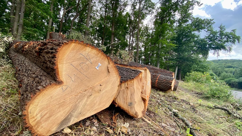 Am Maerkerstieg in Wernigerode wurden viele Laubbäume gefällt.