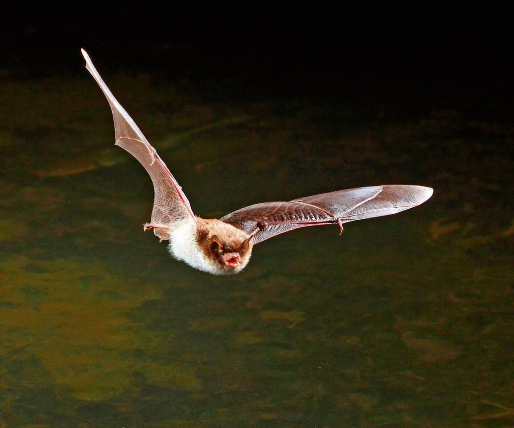 Bei dem toten Tier handelte es sich um eine Wasserfledermaus