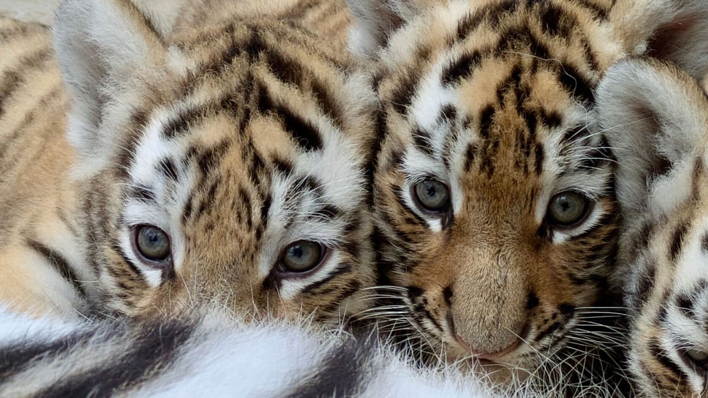 Eines von insgesamt fünf Tigerbabys im Zoo Magdeburg überlebte die ersten Tage nicht. Jetzt steht fest, woran es gestorben ist.