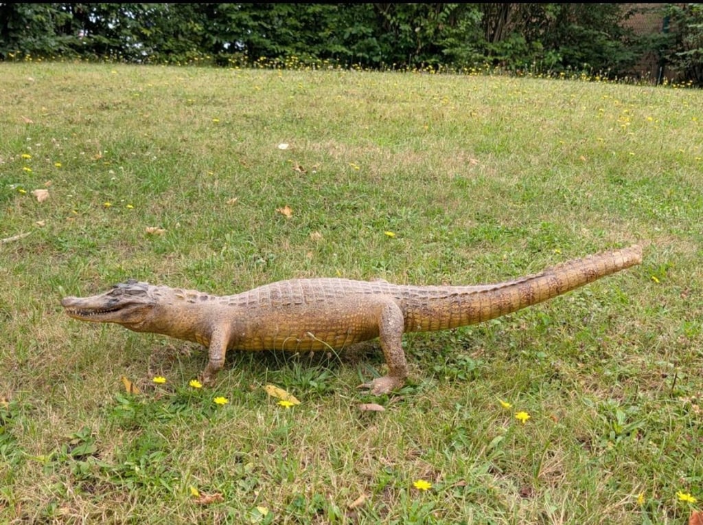 Der ausgestopfte Kaiman wurde von Mitarbeitern in einer Restmülltonne entdeckt.