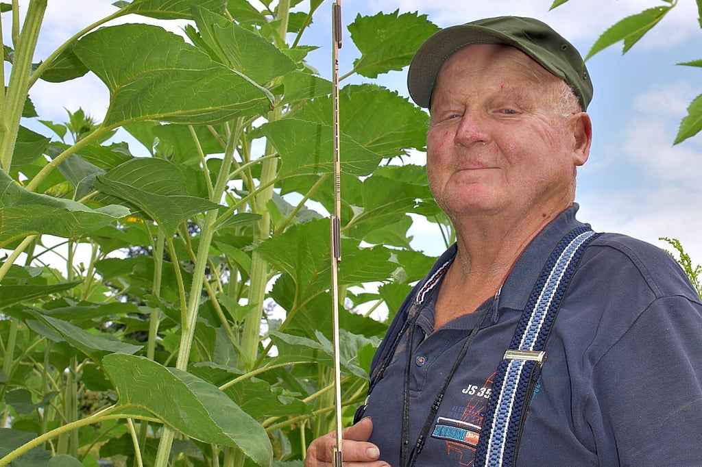 Der Zeitzer Rentner Bernd Rosenheinrich hat nachgemessen: seine größte Sonnenblume ist 2,50 Meter hoch.
