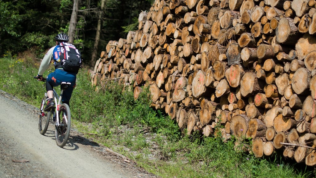 Im Nationalpark Harz kommt es immer wieder zu Unfällen von Mountainbikern.