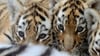 Eines  von insgesamt fünf Tigerbabys im Zoo Magdeburg überlebte die ersten Tage nicht. Jetzt steht fest, woran es gestorben ist.