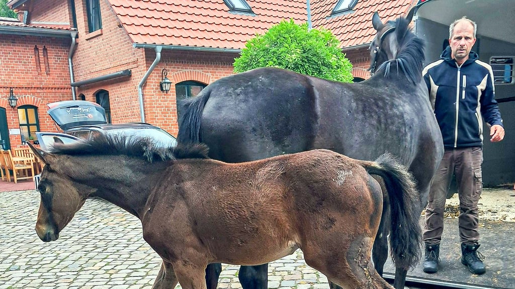 Abholung vom Tierarzt in Stendal: Pferdezüchter Martin Dörge mit einem der verletzten Fohlen samt Mutterstute.