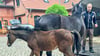 Abholung vom Tierarzt in Stendal: Pferdezüchter Martin Dörge mit einem der verletzten Fohlen samt Mutterstute. 