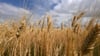 Nach langer Trockenheit macht nun Regen den Landwirten zu schaffen - er stört die Getreideernte. (Archivbild)