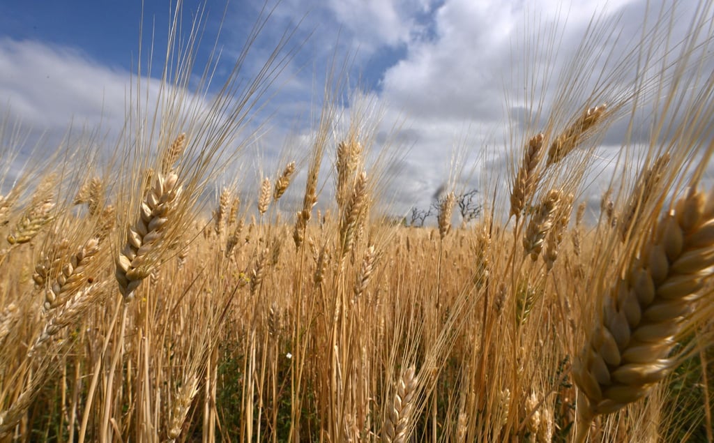 Nach langer Trockenheit macht nun Regen den Landwirten zu schaffen - er stört die Getreideernte. (Archivbild)