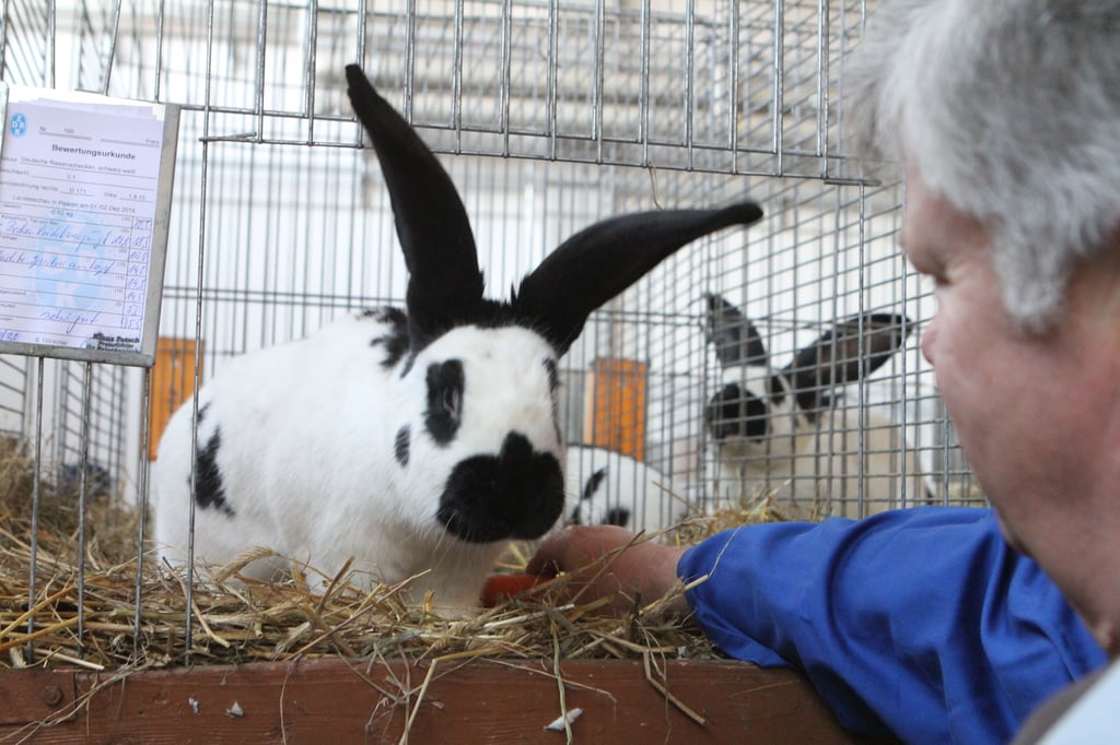 Eine Jungtierschau für Kaninchen findet am Samstag, 26. Juli 2025, in Hasselfelde statt.