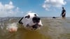 Schwimmender Hund: Badende Hunde: Dies ist im Arendsee bislang nur an einer Stelle erlaubt. Und die ist umstritten.
